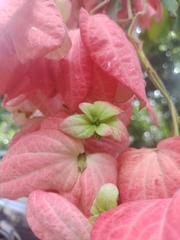 Mussaenda philippica