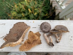 Lactarius hibbardiae