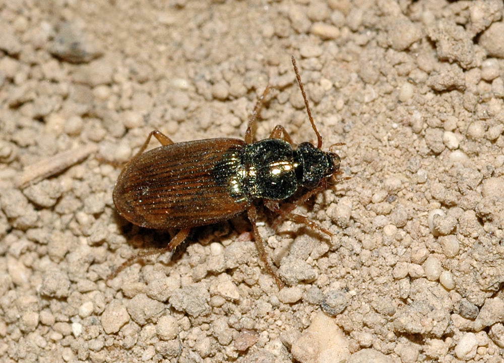 Pogonus virens