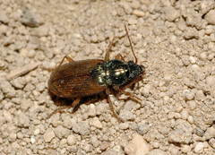 Pogonus