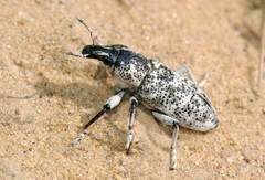 Cyphocleonus cenchrus