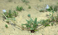 Erodium oxyrhynchum