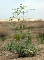 Ferula karelinii