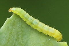 Clepsis pallidana