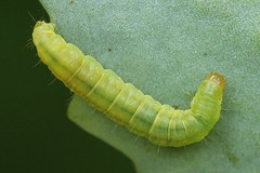 Clepsis pallidana