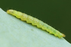 Clepsis pallidana