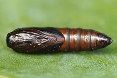 Clepsis pallidana
