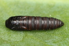 Clepsis pallidana