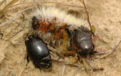 Saprinus niger