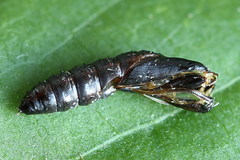 Clepsis pallidana