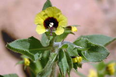 Hyoscyamus pusillus