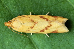 Clepsis pallidana