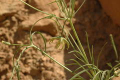 Koelpinia linearis