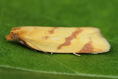 Clepsis pallidana