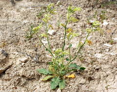 Matthiola chenopodiifolia