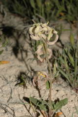 Matthiola chenopodiifolia