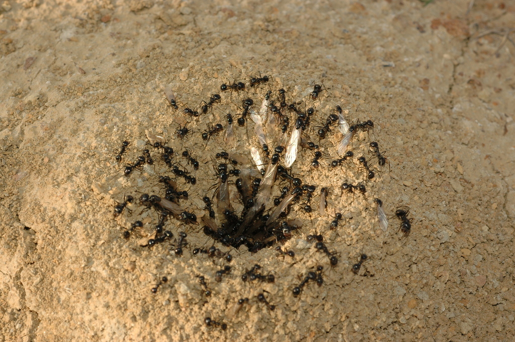 Messor aralocaspius