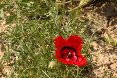 Papaver pavoninum