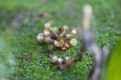Drosera monticola