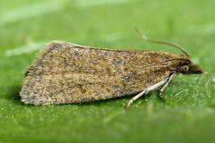 Clepsis senecionana