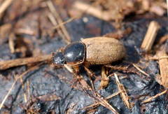 Aphodaulacus turkestanicus