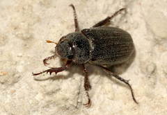 Phaeadoretus comptus