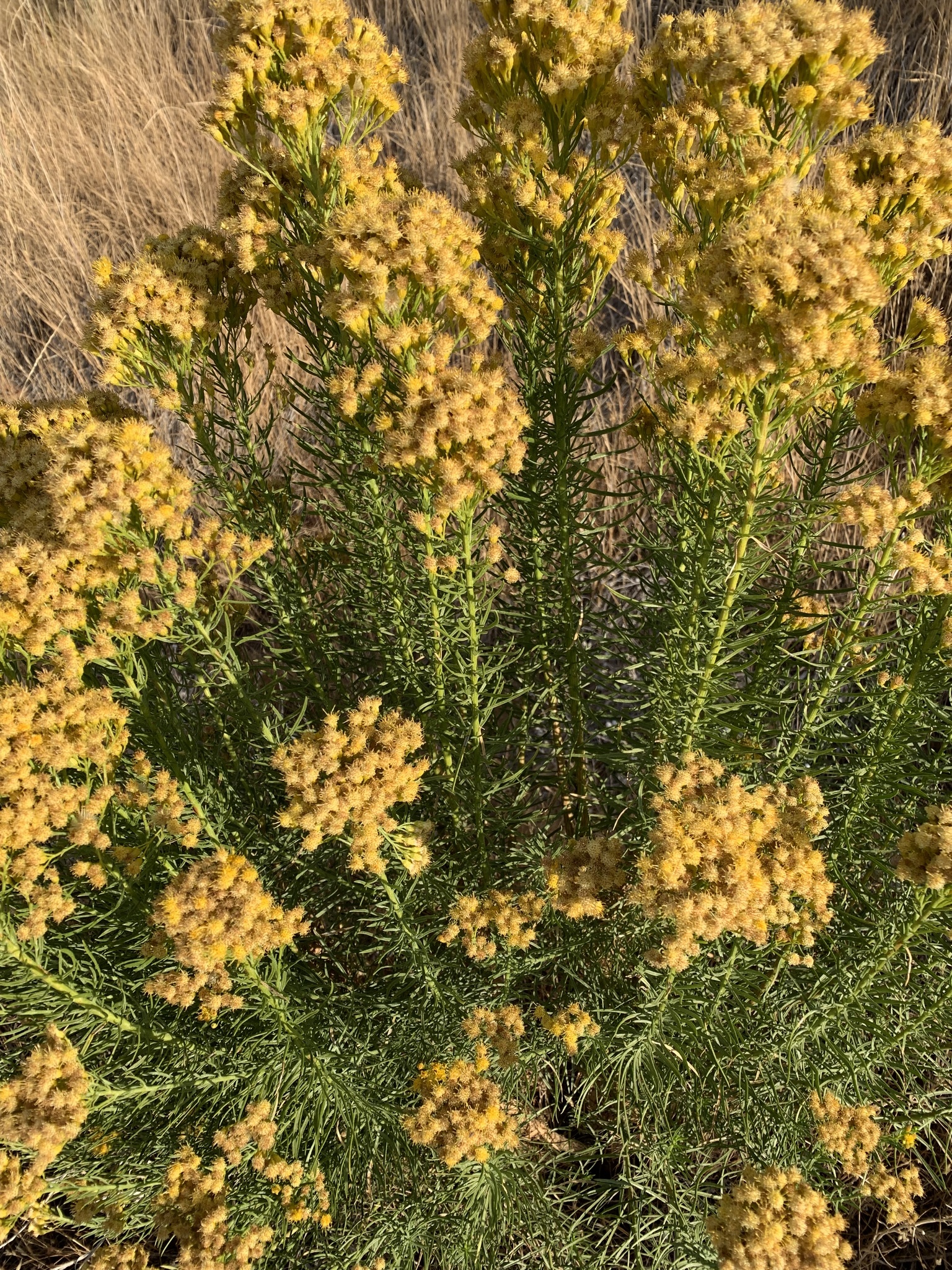 Ericameria