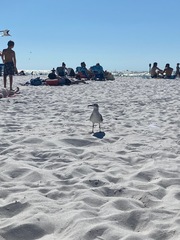 Leucophaeus atricilla