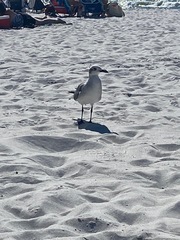 Leucophaeus atricilla