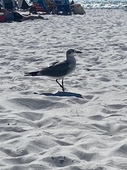 Leucophaeus atricilla