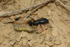 Colposcelis longicollis