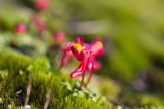 Utricularia menziesii