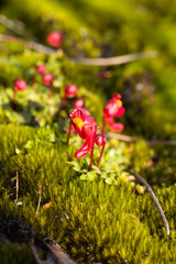 Utricularia menziesii