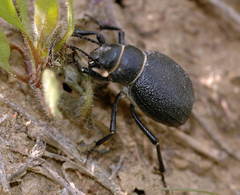 Pimelia cephalotes