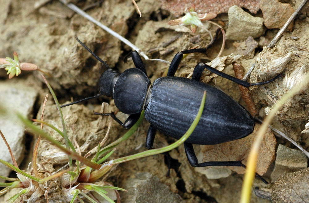 Tentyria gigas