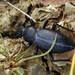 Tentyria gigas - Photo (c) Pavel Gorbunov, algunos derechos reservados (CC BY-NC), subido por Pavel Gorbunov
