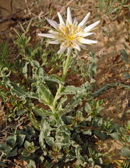 Tragopogon marginifolius