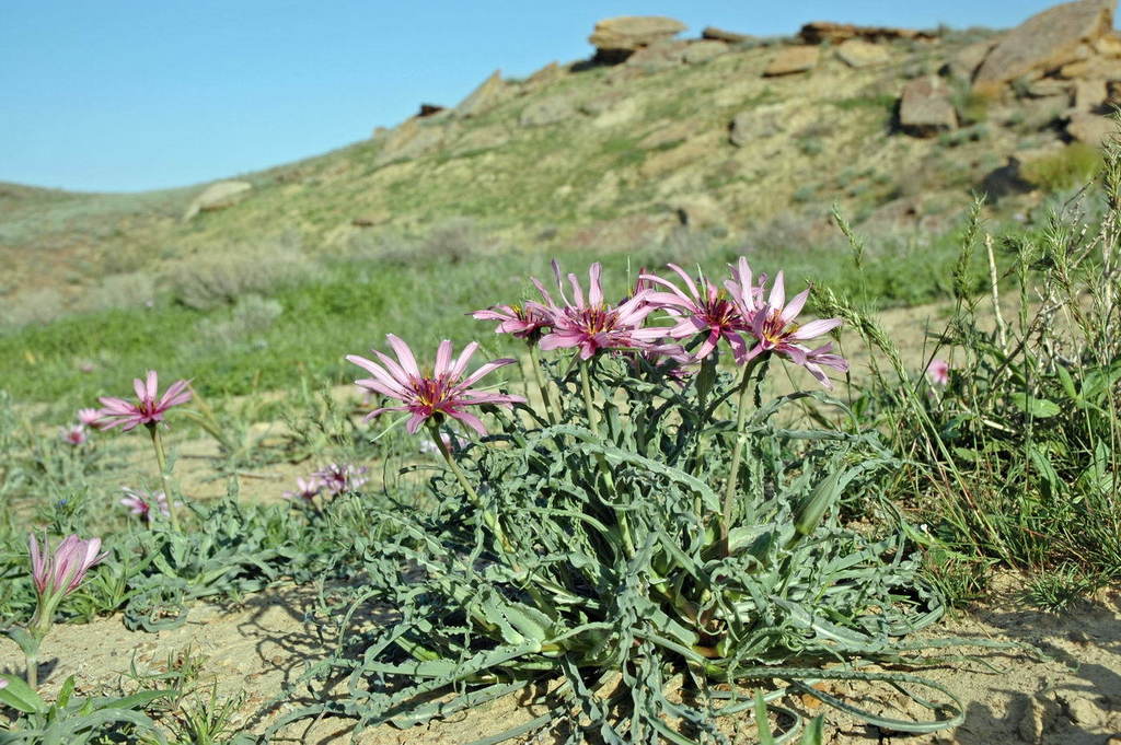 Tragopogon marginifolius