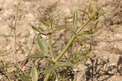 Zygophyllum ovigerum