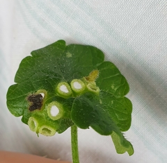 Rondaniola bursaria