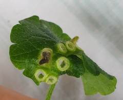 Rondaniola bursaria