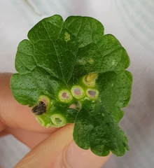 Rondaniola bursaria