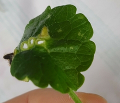 Rondaniola bursaria