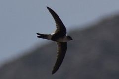 Aeronautes andecolus