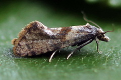 Cochylidia implicitana