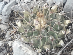 Thelocactus rinconensis rinconensis