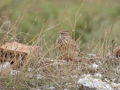 Galerida cristata meridionalis