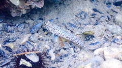 Gobius fallax