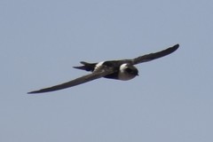 Aeronautes andecolus
