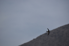 Aeronautes andecolus